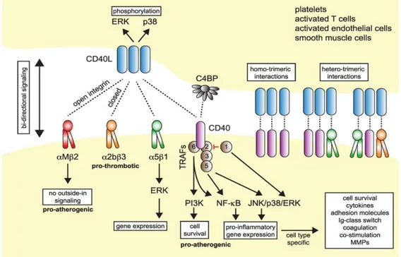Figure  2.1 :  Les  quatre  différents  types  de  récepteurs  du  CD40L  et  leurs  voies  de  signalisation  subséquentes.[166] 