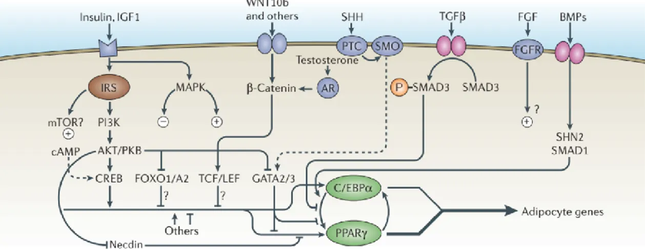 Figure 2: Signaling pathways involved in the regulation of adipogenesis. Signaling pathways affect  adipogenesis by activating downstream transcription factors that promote or inhibit the expression of  Peroxisome Proliferator-Activated Receptor gamma (PPA