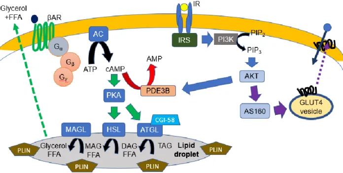 Figure 3: Lipolysis pathway in adipocytes. Stimulation of lipolysis involves catecholamines binding to β- β-adrenergic receptors and generation of the second messenger cAMP