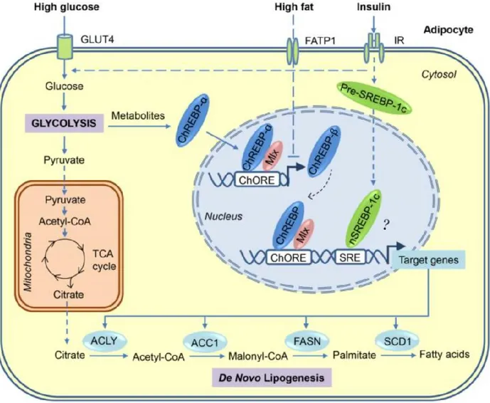 Figure 4: The de novo lipogenesis pathway in adipocytes. Glucose is metabolized into pyruvate through  glycolysis and is later processed into acteyl-coA which enters the TCA cycle to generate citrate