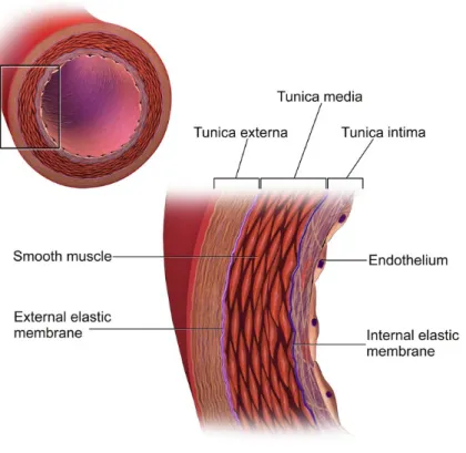Figure 2. A cross-sectional view of the composition of a coronary vessel.