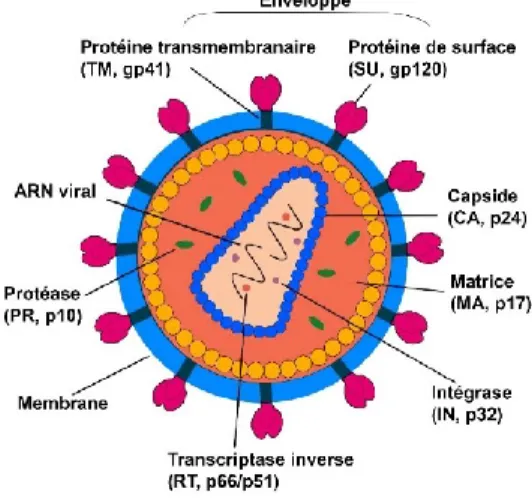 Figure  1 :  Représentation  schématique  de  la  particule  virale  de  VIH-1  mature  (adapté  de 