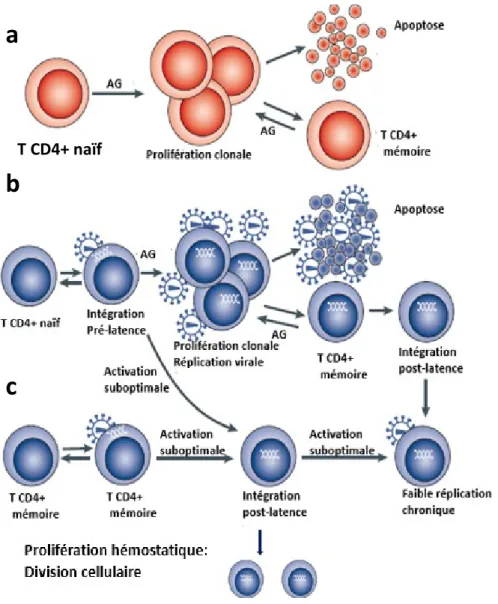 Figure 6 : Établissement et maintien du réservoir du VIH-1. a. Après l’initiation par un antigène,  les CD4+naifs se différencient en cellules effectrices