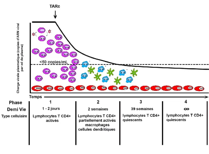 Figure 7 : Les quatre phases de la décroissance de la production virale après initiation de la  TARc et les populations cellulaires responsables de la production des virions à chaque phase