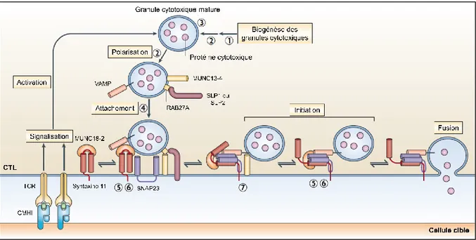 Figure 5 : Impact des mutations génétiques associées à la HLH primaire sur le processus  d’exocytose  des  granules  cytotoxiques