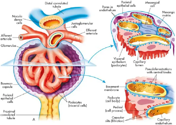 Figure 1.3. Anatomophysiologie du glomérule.  Tiré de Khan Academy Renal physiology 11