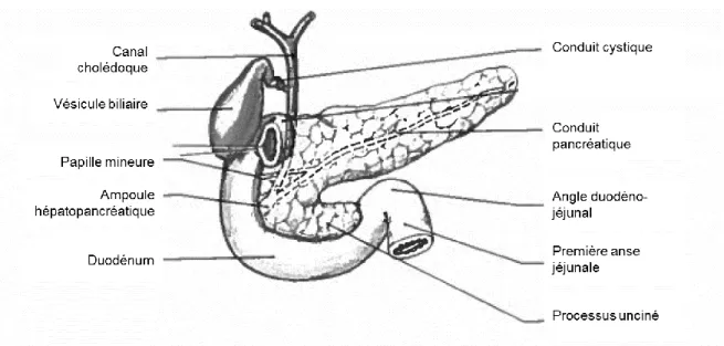Figure 1. Anatomie du pancréas