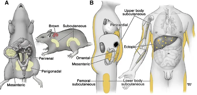 Figure 1: Anatomy of Major Fat Depots in Rodents and Humans. Several different names  for particular fat depots in rodents (A) and humans (B) are used, as are different groupings of fat  depots for physiological and clinical studies