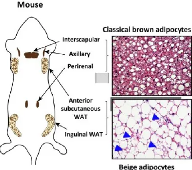 Figure 2: Anatomical locations of thermogenic fat in mice. Classical brown adipocytes  reside  in  dedicated  brown  adipose  tissue  (BAT)  depots,  including  interscapular,  axillary,  and  perirenal BAT depots in mice and infants