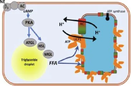 Figure  4:  An  overview  of  the  heat-producing  pathway  in  brown  adipose  tissue