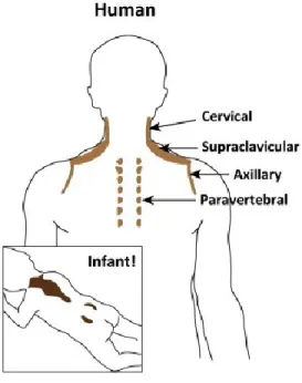 Figure 5: Anatomical locations of thermogenic fat in humans. In adult humans, BAT is  present  in  multiple  locations,  including  cervical,  supraclavicular,  axillary,  paravertebral,  and  abdominal subcutaneous regions