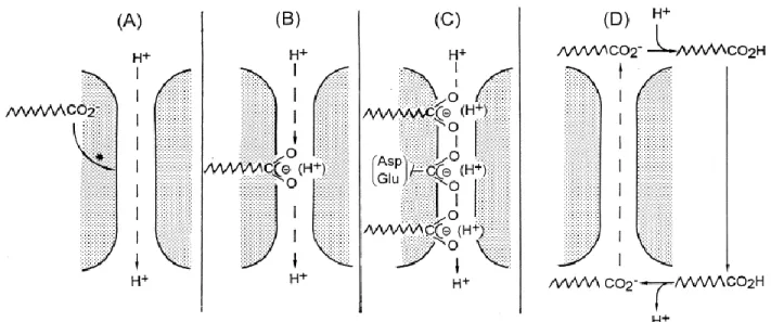 Figure  6:  Variant  models  for  the  role  of  fatty  acids  (FAs)  in  H +   transport  by  UCP1