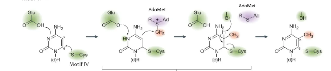 Figure 13 : Réaction de méthylation 