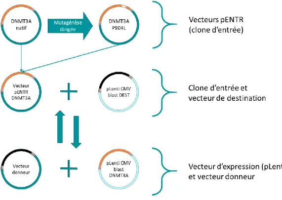 Figure 20 : Production de plasmides pour la transfection et la formation de virus 