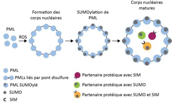 Figure 5. Modèle de formation des corps nucléaires PML. Le stress oxydatif induit la  multimérisation  de  PML,  formant  les  corps  nucléaires