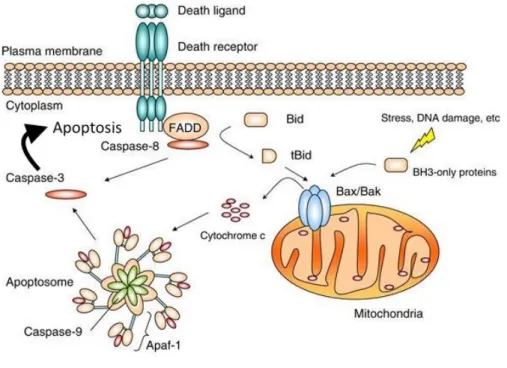 Figure  8.  Représentation  des  mécanismes  régulant  l’apoptose.  La  mort  cellulaire  programmée  peut  résulter  d’un  stress  intrinsèque  ou  extrinsèque