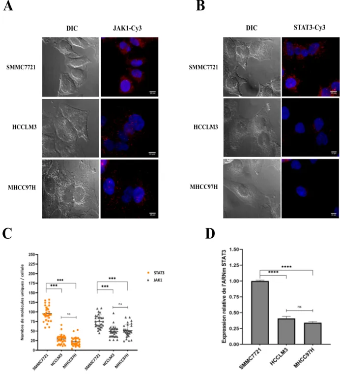 Figure 9. Détection des ARNm STAT3 et JAK1 par smiFISH dans les lignées CHC.  (A) et  (B)  Images  représentant  le  marquage  des  ARNm  STAT3  et  JAK1  dans  les  cellules  SMMC7721,  HCCLM3  et  MHCC97H  qui  ont  été  soumises  à  l'essai  de  dépléti