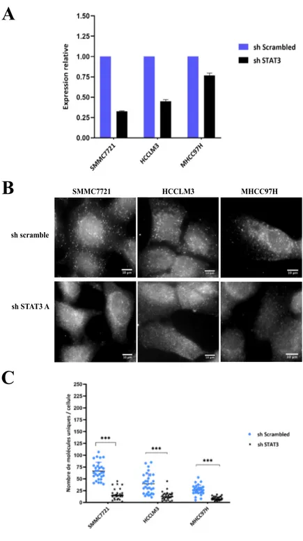 Figure 10. Validation de la spécificité des sondes smiFISH ciblant  l'ARNm  STAT3.  (A)  RT-qPCR:  Quantification  relative  des  niveaux  d'expression de l'ARNm STAT3 dans les lignées CHC infectées avec le  lenti-virus shRNA scramble (contrôle négatif) et