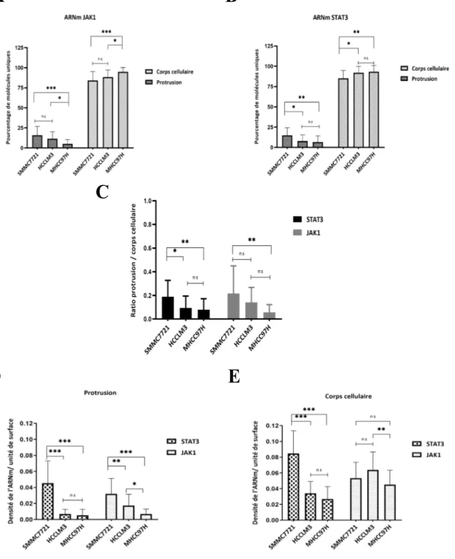 Figure 12. Évaluation de l'enrichissement de l'ARNm STAT3 aux protrusions des cellules CHC  associées  à  un  phénotype  métastatique