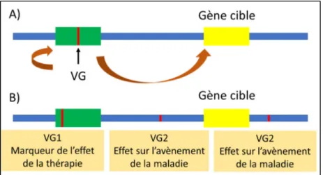 Figure 3. A) Représentation schématique de l’impact des variations génétiques (VG) sur 