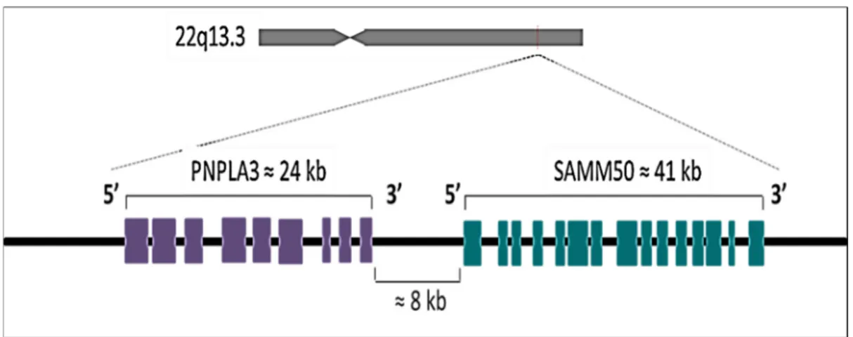Figure 4. Représentation schématique du locus PNPLA3-SAMM50 