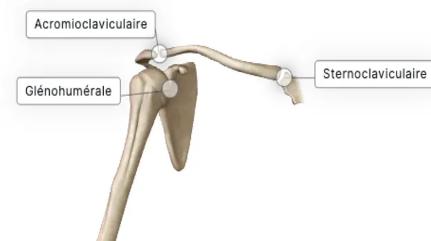 Figure 2. Articulations principales de l’épaule (Figure créée avec le logiciel Biodigital Human  Studio et utilisée avec leur permission)