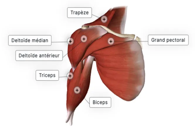 Figure 3. Vue antérieure des muscles de l'épaule (Figure créée avec le logiciel Biodigital  Human Studio et utilisée avec leur permission)