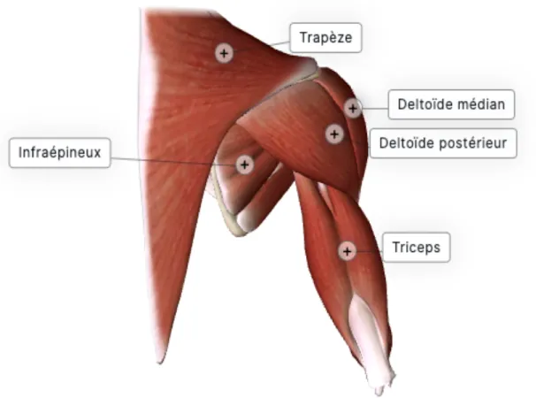 Figure 4. Vue postérieure des muscles de l'épaule (Figure créée avec le logiciel Biodigital  Human Studio et utilisée avec leur permission)