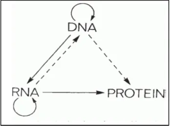 Figure 1. Central dogma of molecular biology