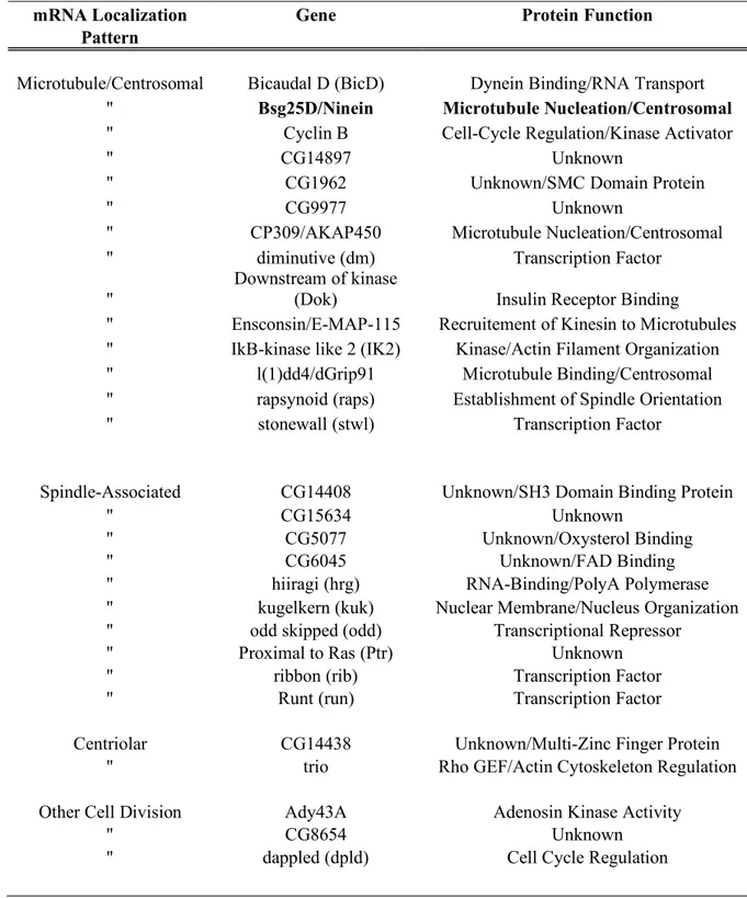 Table 1:  mRNA localized to components of the cell division apparatus in Drosophila   (adapted from Lecuyer et al., 2007) 