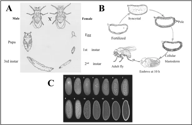 Figure  7:  Life  Cycle,  Development  and  Embryogenesis  of  Drosophila 
