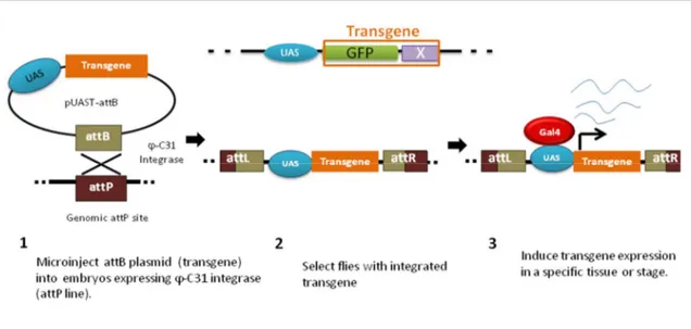 Figure 9: Site-Specific Transgenesis Using the Phi-C31 System  