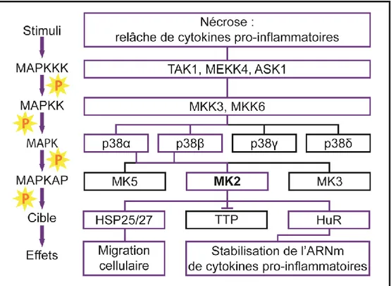 Figure 2.  Schéma de la cascade MAPK classique en 3 étapes.  À  gauche  est  présenté un schéma de la cascade MAPK classique où un stimulus extracellulaire vient activer  la  phosphorylation  en  trois  étapes  d’une  MAPKKK,  puis  d’une  MAPKK  et  d’une