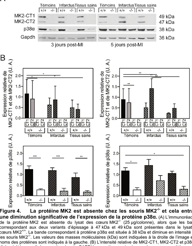 Figure 4.  La  protéine MK2  est  absente  chez  les  souris MK2 -/-  et  cela  entraîne  une diminution significative de l’expression de la protéine p38α