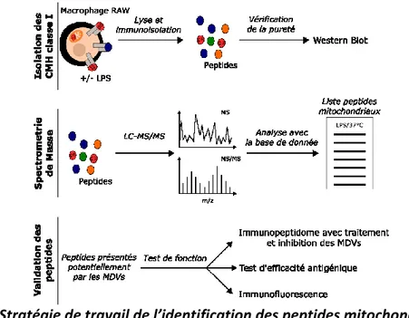 Figure 5. –   Stratégie de travail de l’identification des peptides mitochondriaux présentés 