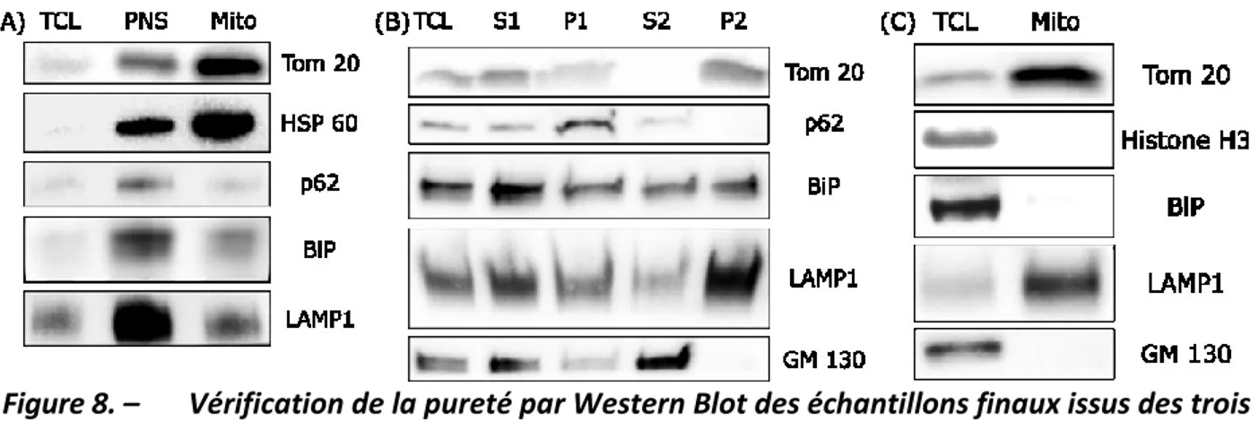Figure 8. –   Vérification de la pureté par Western Blot des échantillons finaux issus des trois  protocoles d’isolation des mitochondries 