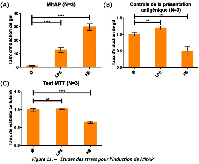 Figure 11. –   Études des stress pour l’induction de MitAP 