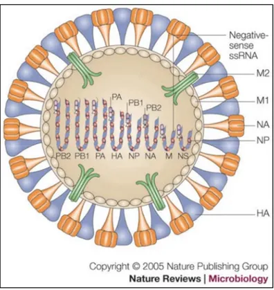 Figure 1. Structure du virion d’influenza A 