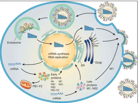 Figure 2. Cycle de réplication du virus d'influenza 