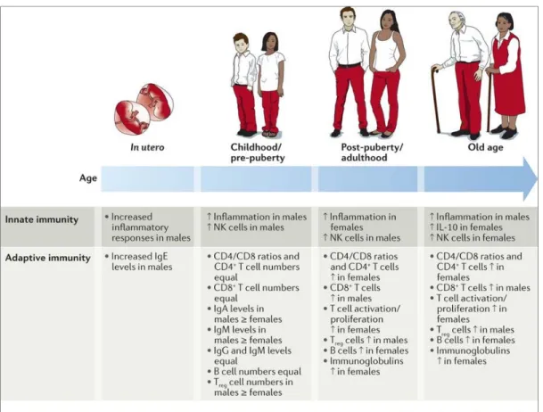 Figure 3. Évolution du dimorphisme sexuel dans la réponse immunitaire avec l'âge.  (Reprinted  from  Sabra  L