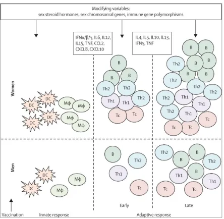 Figure 4. Dimorphisme sexuel dans la réponse immunitaire innée et adaptative suite à la  vaccination