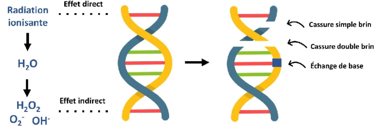 Figure 2. –   Mécanismes directs et indirects par lesquels les radiations ionisantes causent des  dommages à l'ADN
