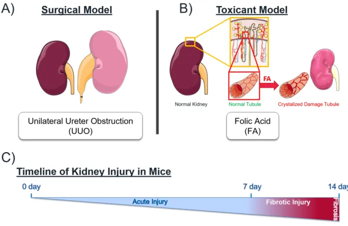 Figure  1:  Mechanistically  distinct  mouse  models  of  kidney  injury.  A)  Unilateral  Ureteral  Obstruction by surgically tying the urinary tract leading to tubular atrophy, interstitial fibrosis and  inflammation