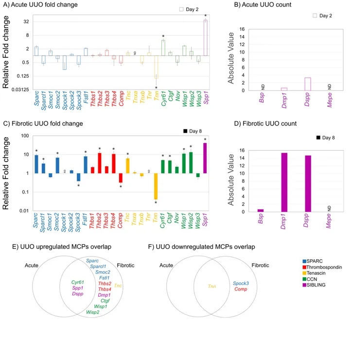 Figure 3.  MCP expression in mouse kidney at Acute and Fibrotic time points after UUO  surgery