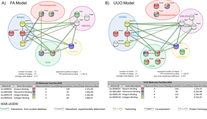 Figure 5: Interaction analysis of differentially expressed MP genes within the fibrotic phase  of kidney injury using the database STRING