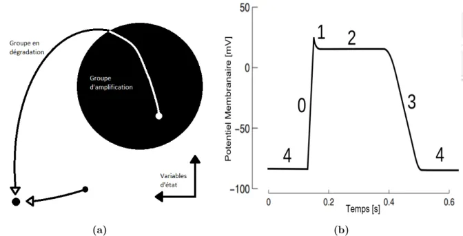 Fig. 1.2. (a) Illustration des propriétés d’un système excitable, (b) Réponse électrique d’un myocyte cardiaque