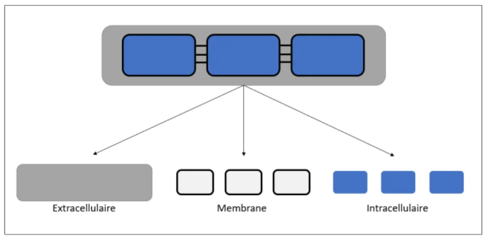 Fig. 1.5. Séparation des trois milieux de la dynamique de contraction. de charge, j i = densité de courant, I src,i = courant de source entrant):