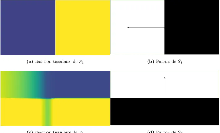Fig. 1.6. Patrons de stimulation du protocole de chocs croisés. (a et b) Première stimulation S 1 , (c et d) Deuxième stimulation S 2 