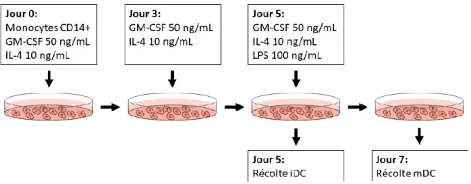 Figure 2. Protocole de différentiation des cellules dendritiques. 