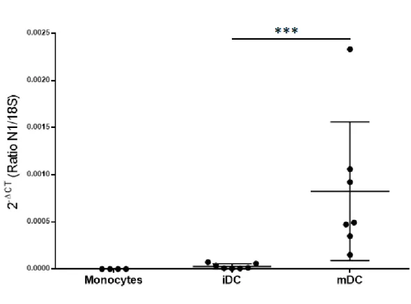 Figure  4.  Les  cellules  dendritiques  augmentent  de  façon  significative  leur  expression d’ARN pour Nétrine-1 lors de la maturation